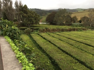 tea fields (jpeg)
